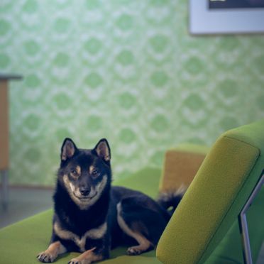 Dog sat on green chair
